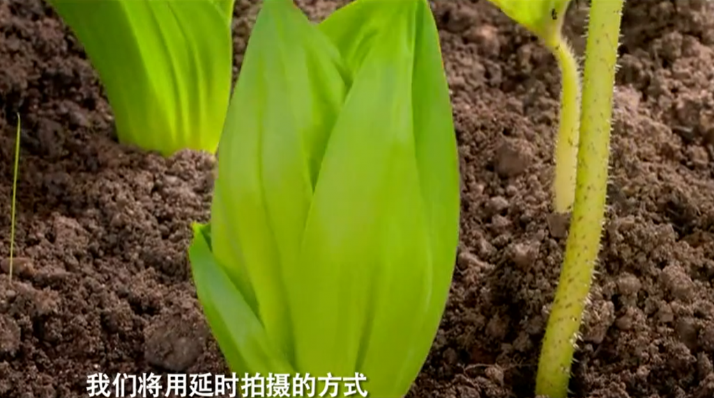 带孩子看看“植物”是怎样玩疯狂的！（共计4节课）-夸克网盘资源专区社区-会员资源专享-五车芝士